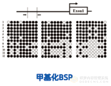 <strong>分子生物技術(shù)服務(wù)</strong>